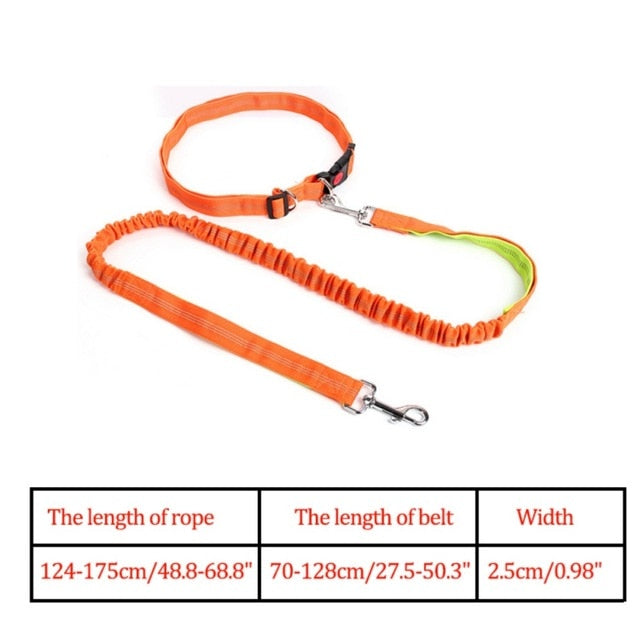 Night Reflective Elastic Nylon Breakaway Leashes Running Hand Free